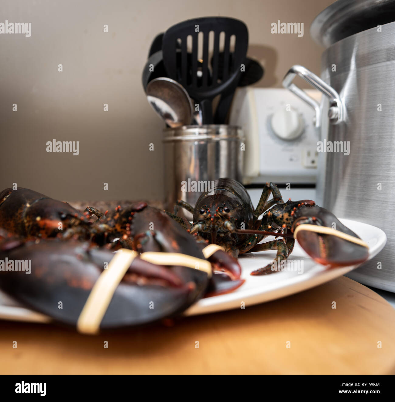 Fresh Live lobster from Nova Scotia ready to boil and serve for dinner