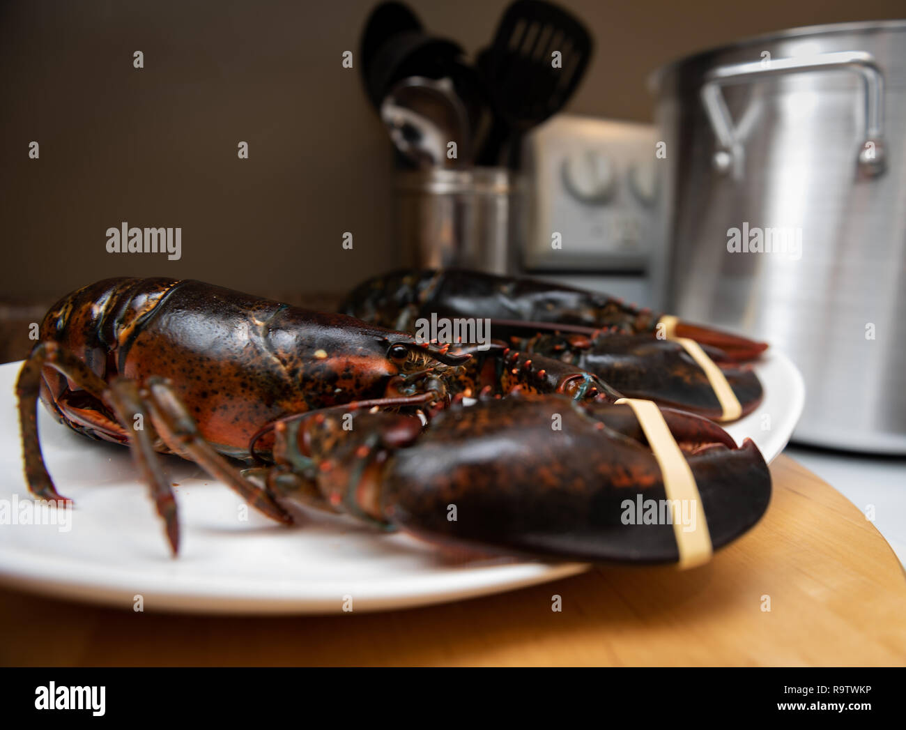 Fresh Live lobster from Nova Scotia ready to boil and serve for dinner