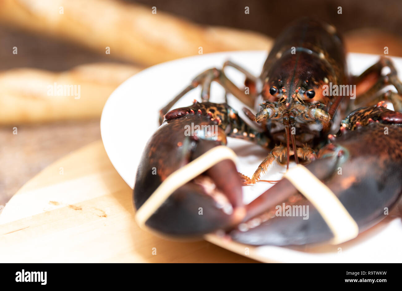 Fresh Live lobster from Nova Scotia ready to boil and serve for dinner Stock Photo Alamy