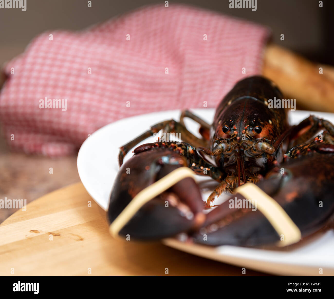 Fresh Live lobster from Nova Scotia ready to boil and serve for dinner