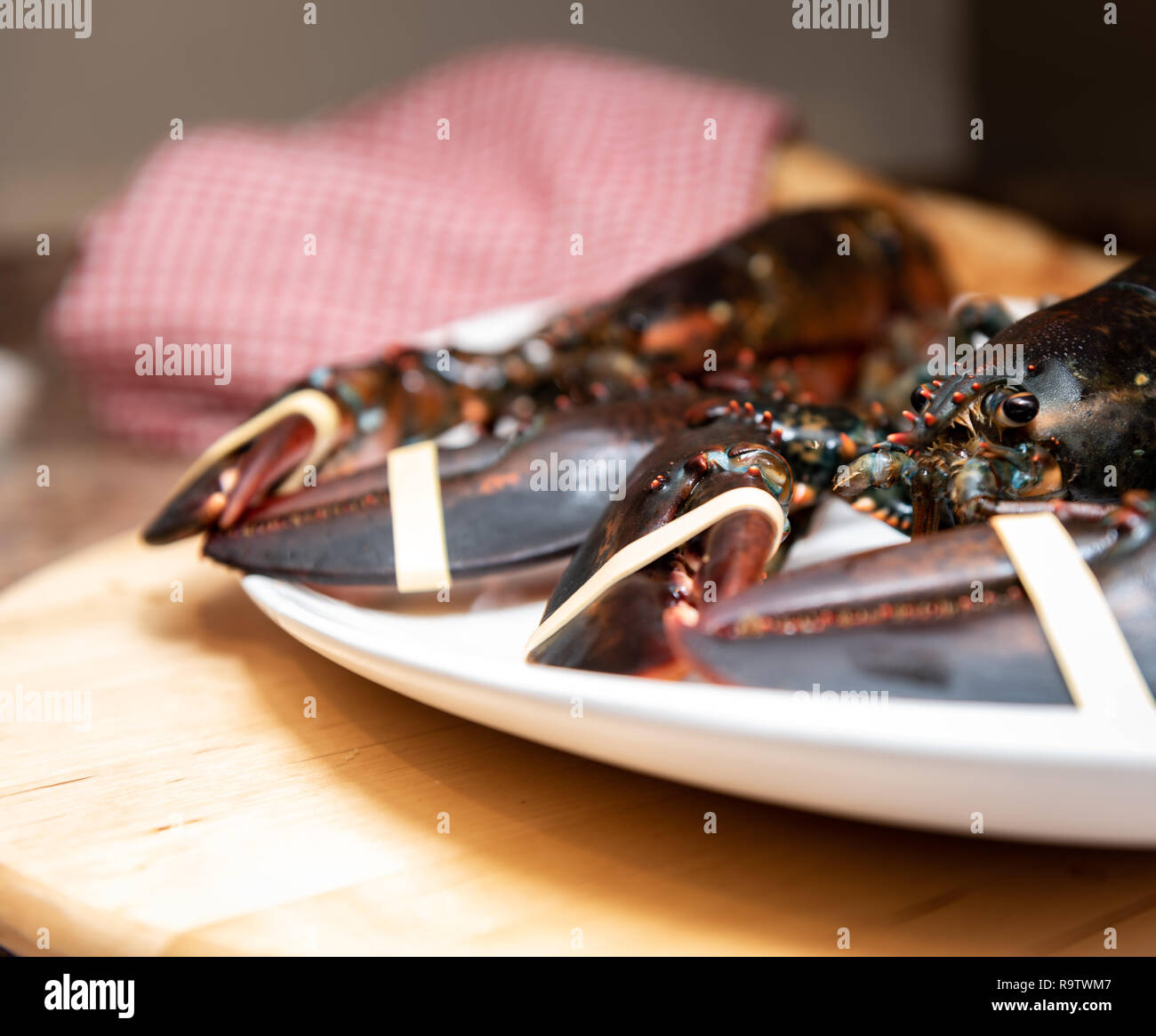 Fresh Live lobster from Nova Scotia ready to boil and serve for dinner