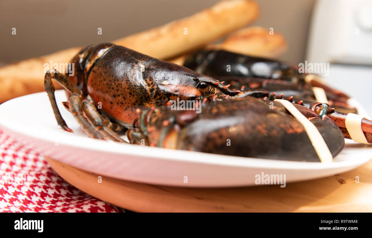 Fresh Live lobster from Nova Scotia ready to boil and serve for dinner