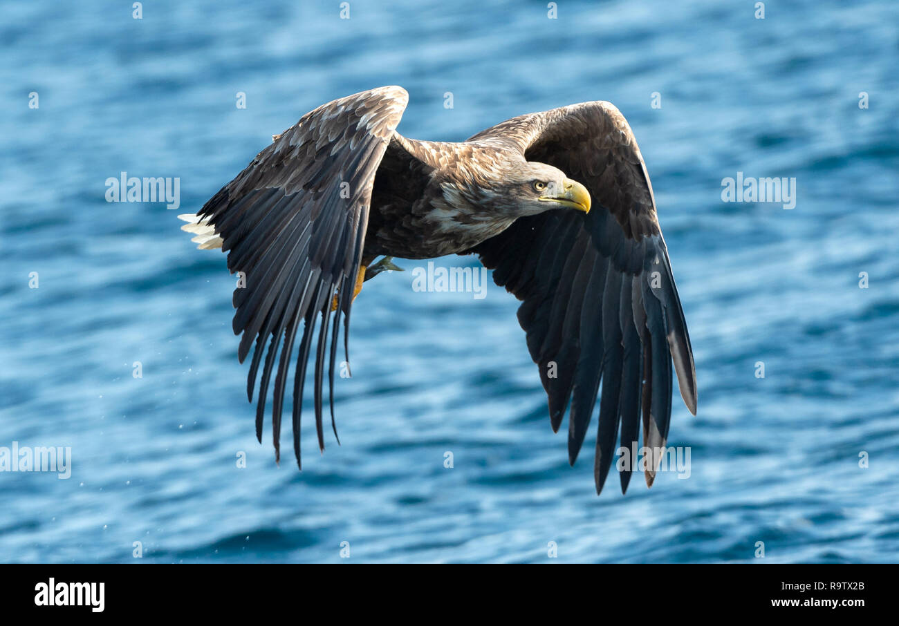 Adult White-tailed eagle fishing. Blue Ocean Background. Scientific name: Haliaeetus albicilla, also known as the ern, erne, gray eagle, Eurasian sea  Stock Photo