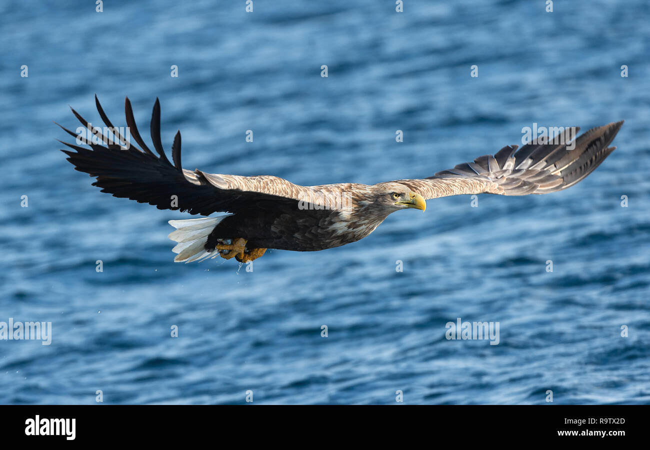 Adult White-tailed eagle fishing. Blue Ocean Background. Scientific name: Haliaeetus albicilla, also known as the ern, erne, gray eagle, Eurasian sea  Stock Photo