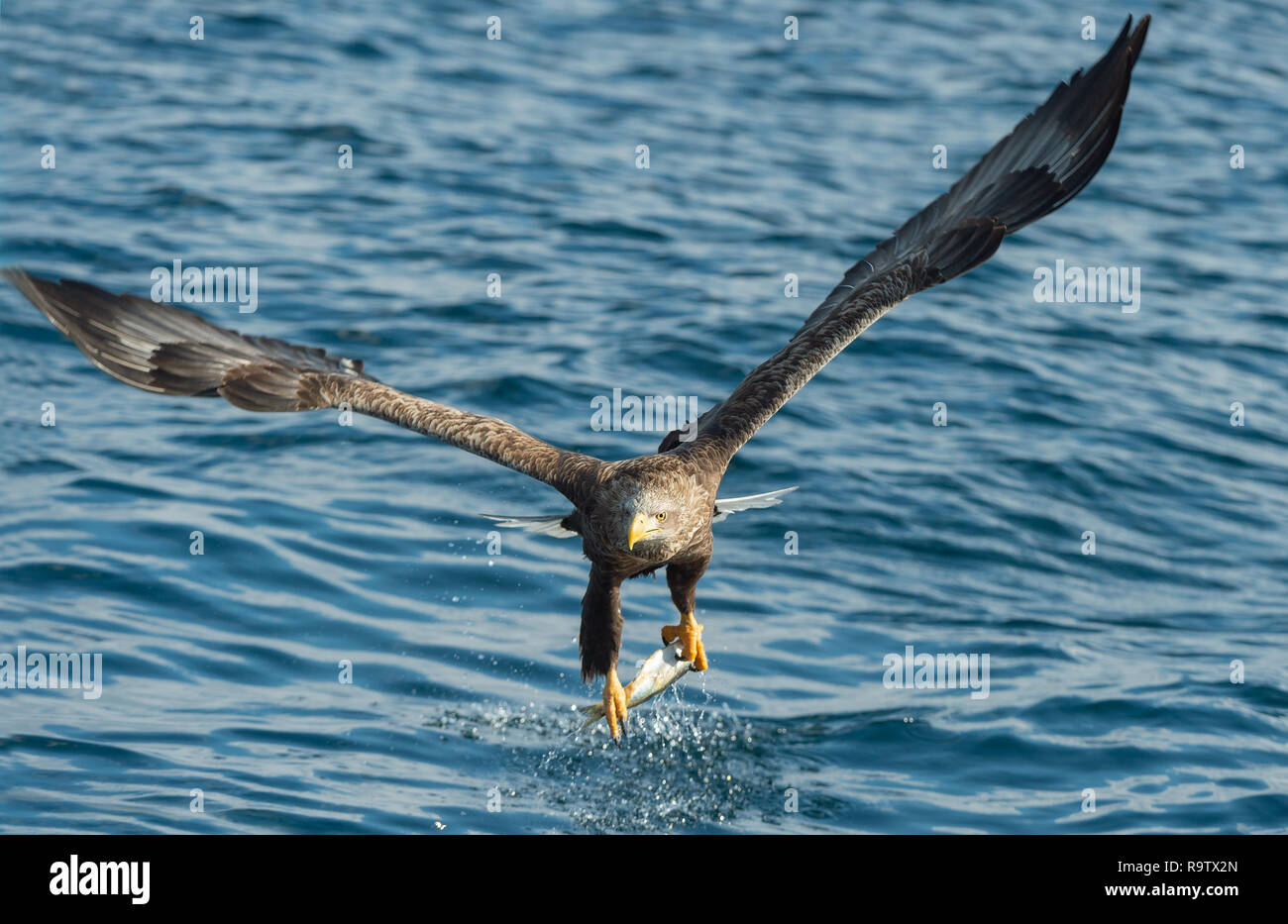 Adult White-tailed eagle fishing. Blue Ocean Background. Scientific name: Haliaeetus albicilla, also known as the ern, erne, gray eagle, Eurasian sea  Stock Photo