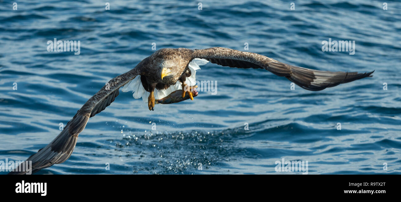 Adult White-tailed eagle fishing. Blue Ocean Background. Scientific name: Haliaeetus albicilla, also known as the ern, erne, gray eagle, Eurasian sea  Stock Photo