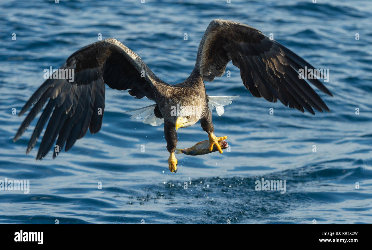 Adult White-tailed eagle fishing. Blue Ocean Background. Scientific name: Haliaeetus albicilla, also known as the ern, erne, gray eagle, Eurasian sea  Stock Photo