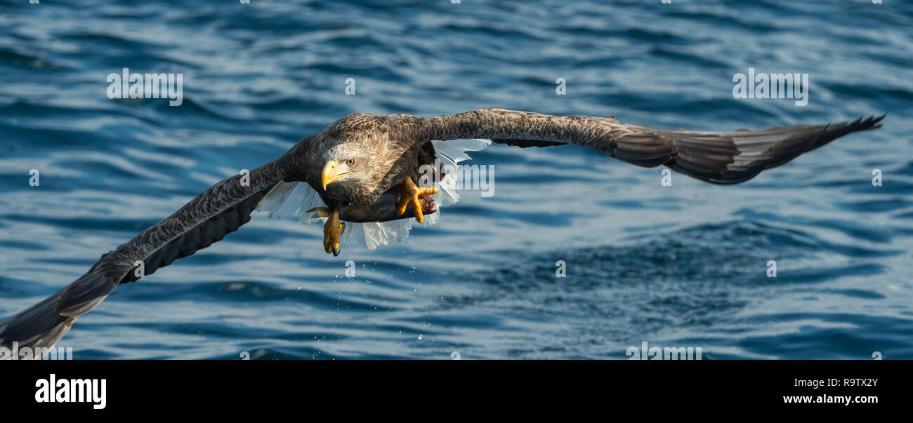 Adult White-tailed eagle fishing. Blue Ocean Background. Scientific name: Haliaeetus albicilla, also known as the ern, erne, gray eagle, Eurasian sea  Stock Photo