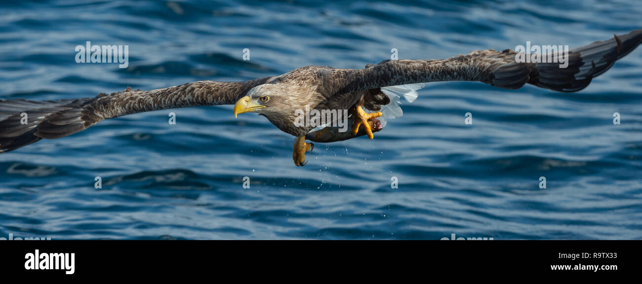 Adult White-tailed eagle fishing. Blue Ocean Background. Scientific name: Haliaeetus albicilla, also known as the ern, erne, gray eagle, Eurasian sea  Stock Photo