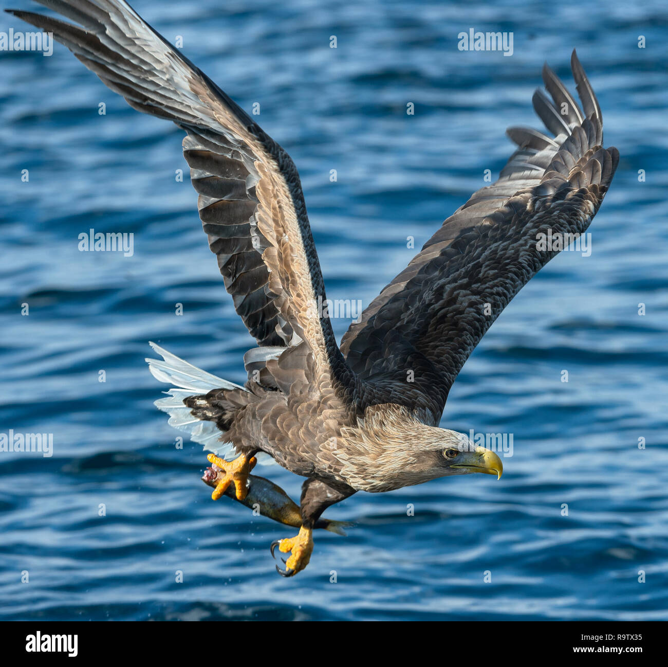 Adult White-tailed eagle fishing. Blue Ocean Background. Scientific name: Haliaeetus albicilla, also known as the ern, erne, gray eagle, Eurasian sea  Stock Photo