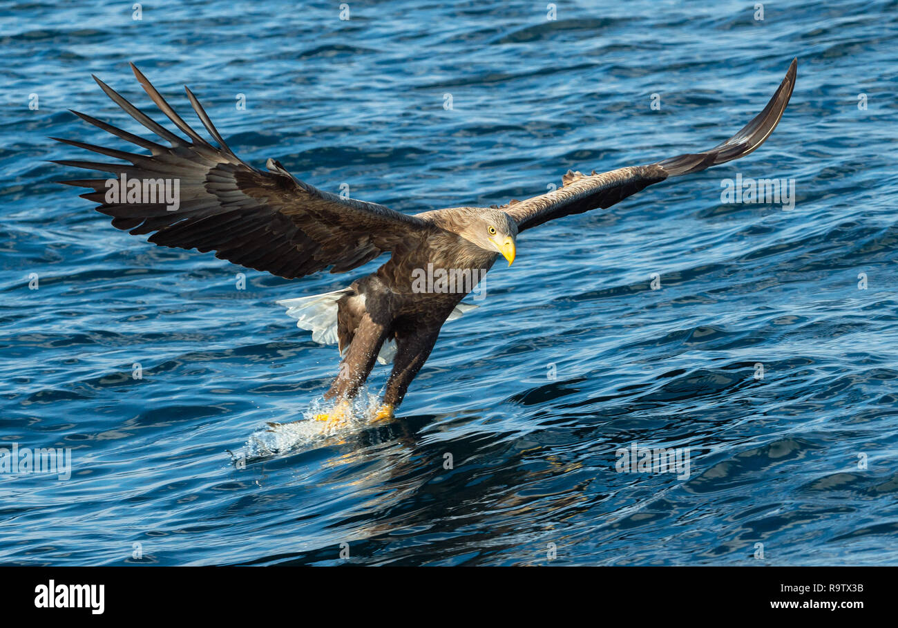 Adult White-tailed eagle fishing. Blue Ocean Background. Scientific name: Haliaeetus albicilla, also known as the ern, erne, gray eagle, Eurasian sea  Stock Photo