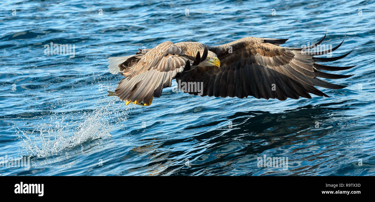 Adult White-tailed eagle fishing. Blue Ocean Background. Scientific name: Haliaeetus albicilla, also known as the ern, erne, gray eagle, Eurasian sea  Stock Photo