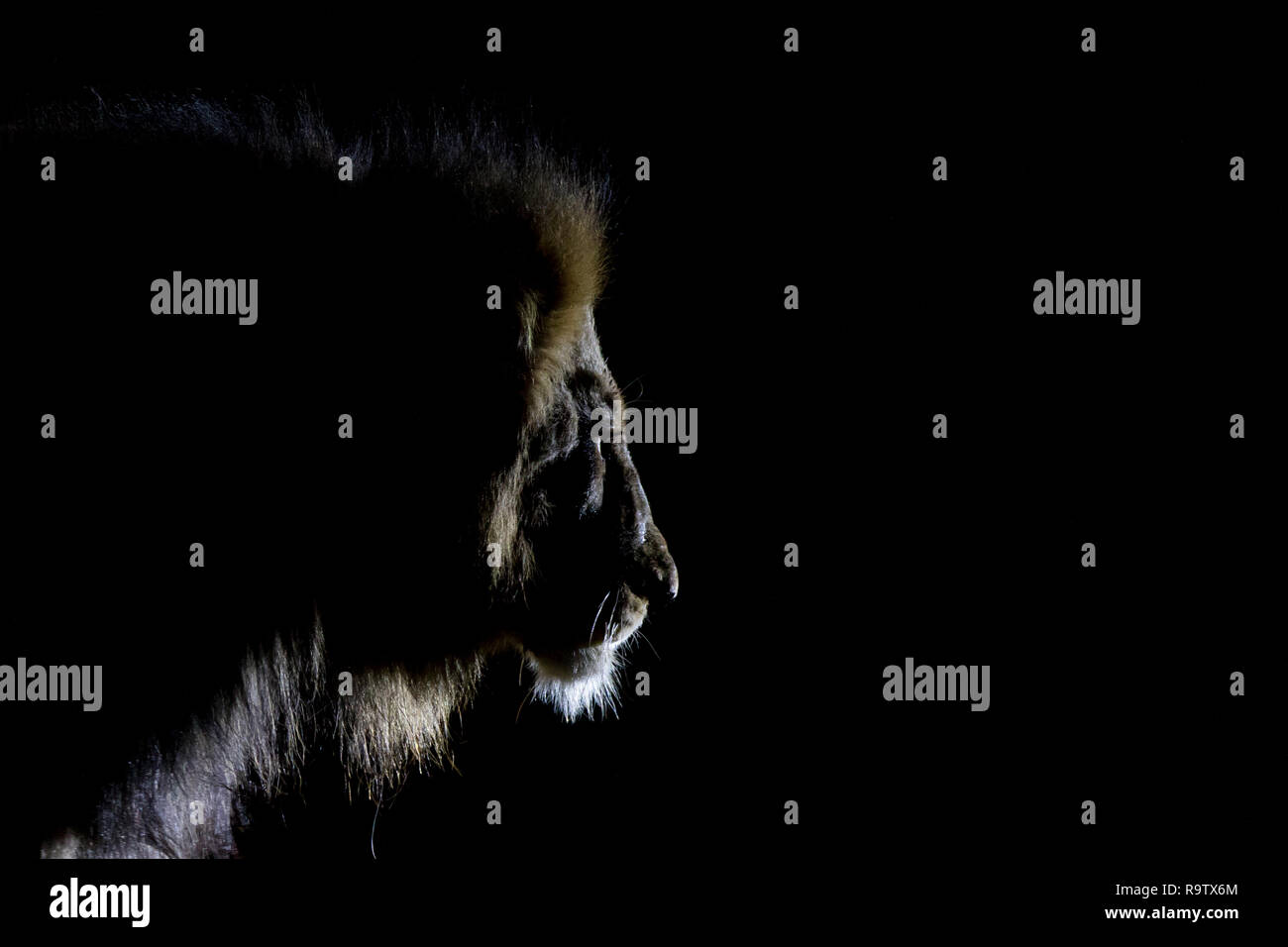 Mature male lion black mane hi-res stock photography and images - Alamy