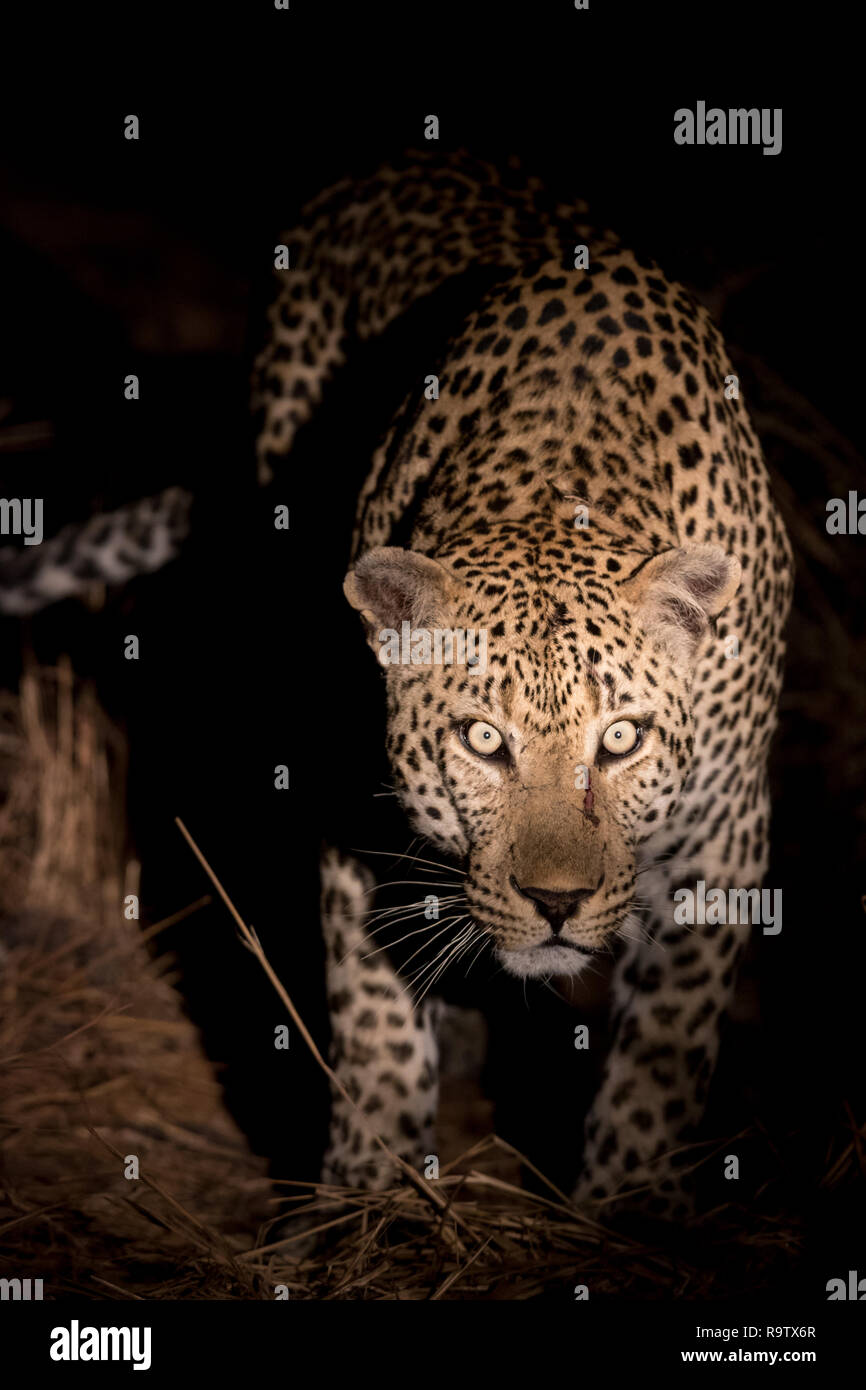 Huge male leopard in Sabi Sands Game Reserve as seen during a night game drive. Stock Photo