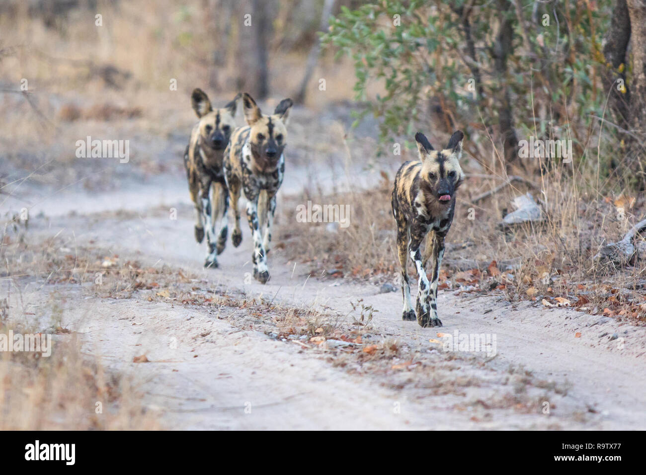 Pack of wild dogs hunting actively hunting early in the morning. Stock Photo