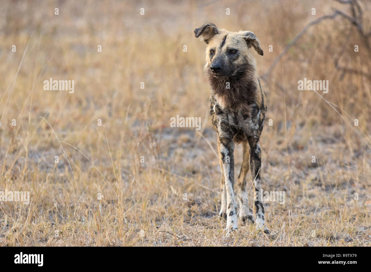 African wild dog scouting area for potential prey. Stock Photo