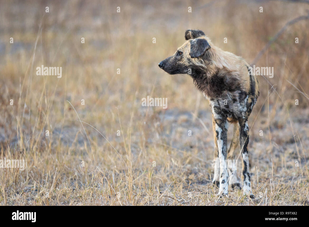 Mature Wild dog searching for prey very early in the morning. Stock Photo