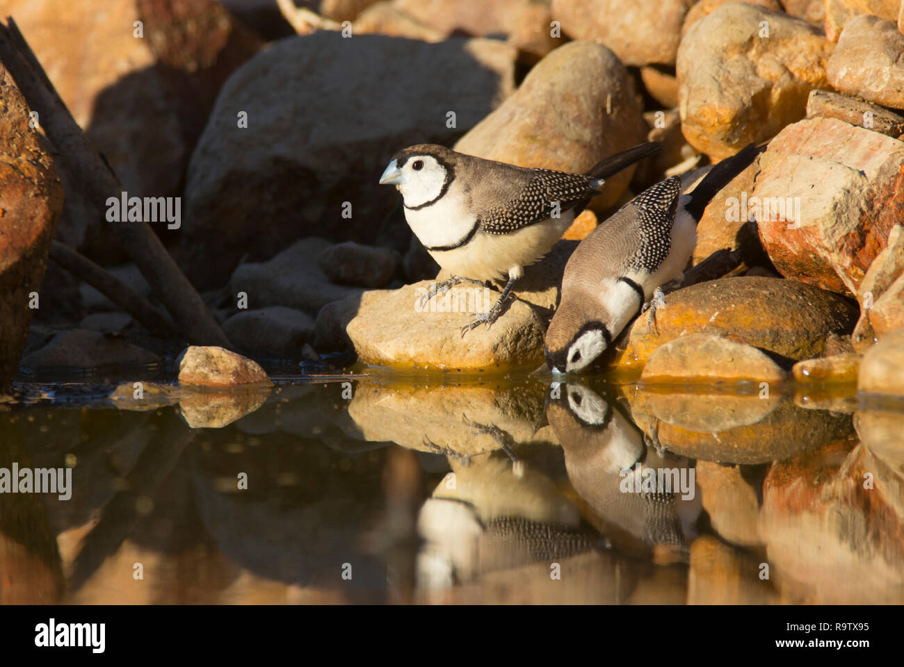 Double-barred Finch, Taeniopygia bichenovii, also called Owl finch, Black-rumped  White-rumped Double-barred Finch. Two finches at the edge of a water Stock Photo