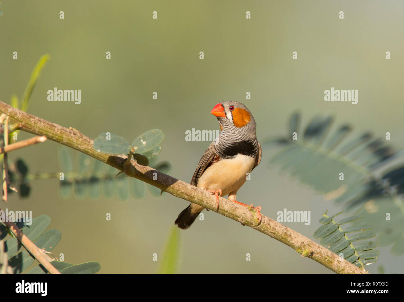 Zebra Finch, Taeniopygia guttata, perched on a branch with copy space. Stock Photo