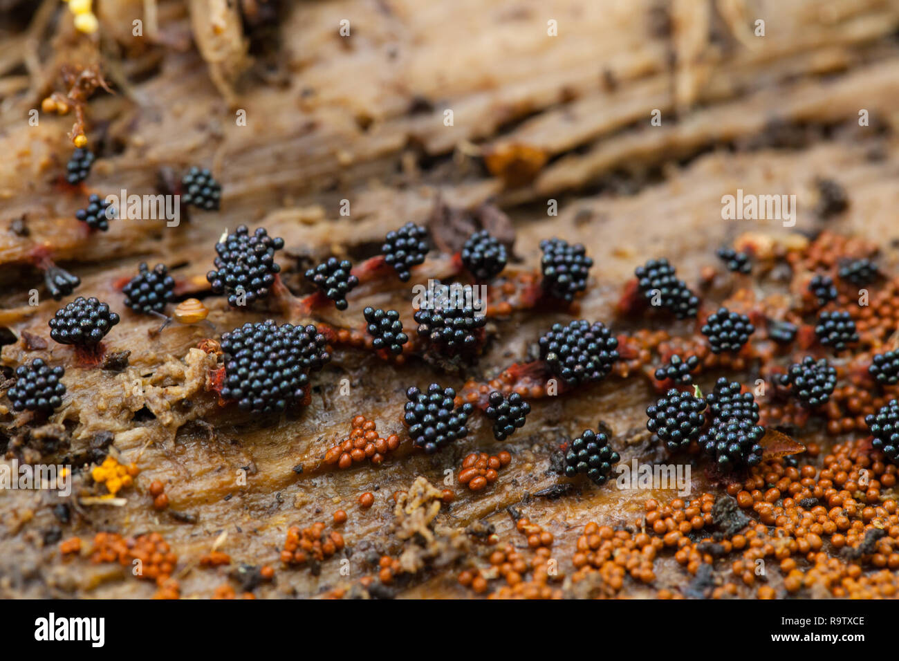 Different species of slime mould Stock Photo