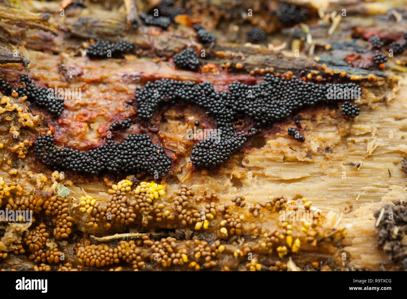 Different species of slime mould Stock Photo