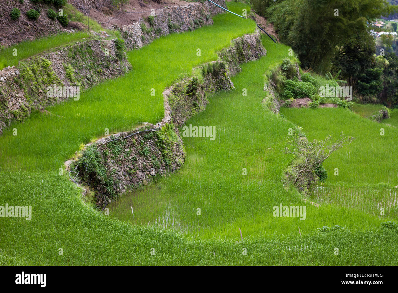 Amazing Banaue Rice Terraces in the Philippines, used by farmers for rice production. Tourist attraction sometimes called Eighth Wonder of the World. Stock Photo