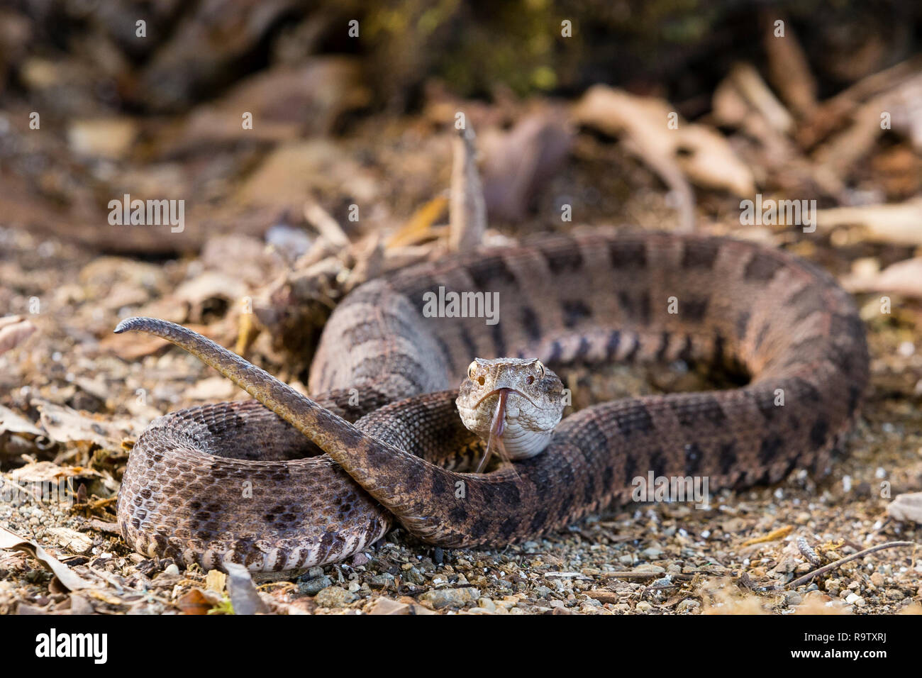 Neotropical rattlesnake in Arenal, Costa Rica Stock Photo