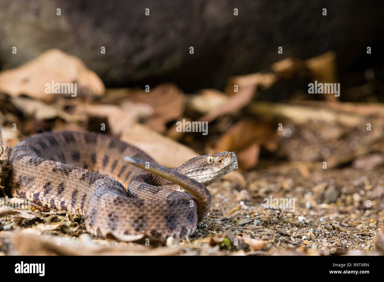 Neotropical rattlesnake in Arenal, Costa Rica Stock Photo