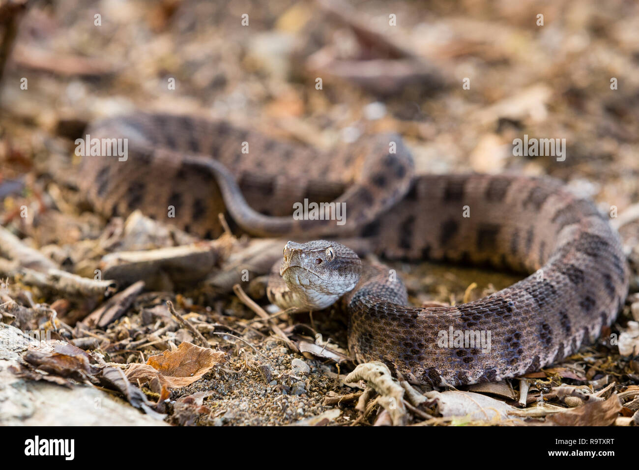 Neotropical rattlesnake in Arenal, Costa Rica Stock Photo