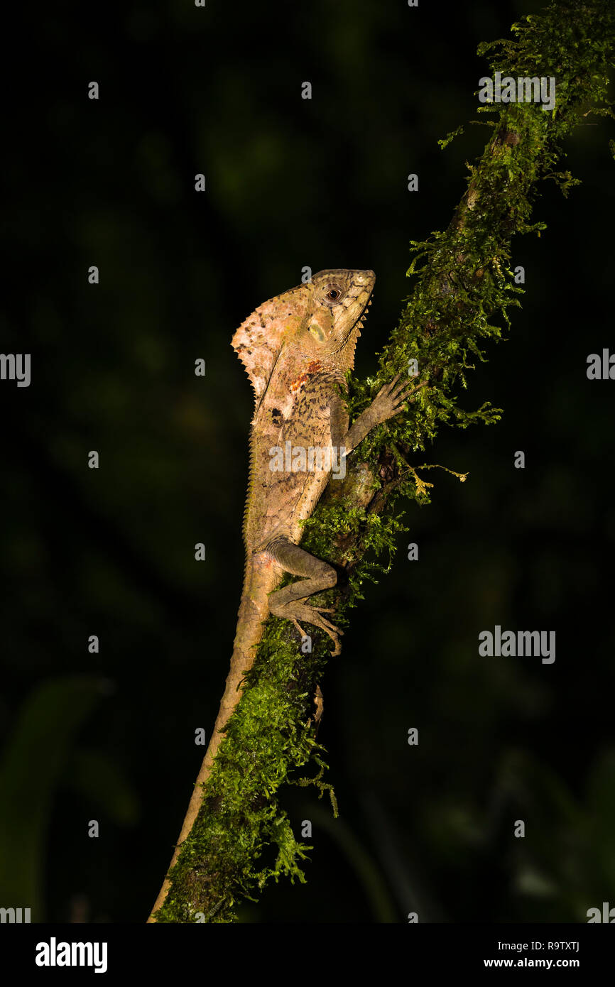 Basilisk Lizard in the Arenal area of Costa Rica Stock Photo