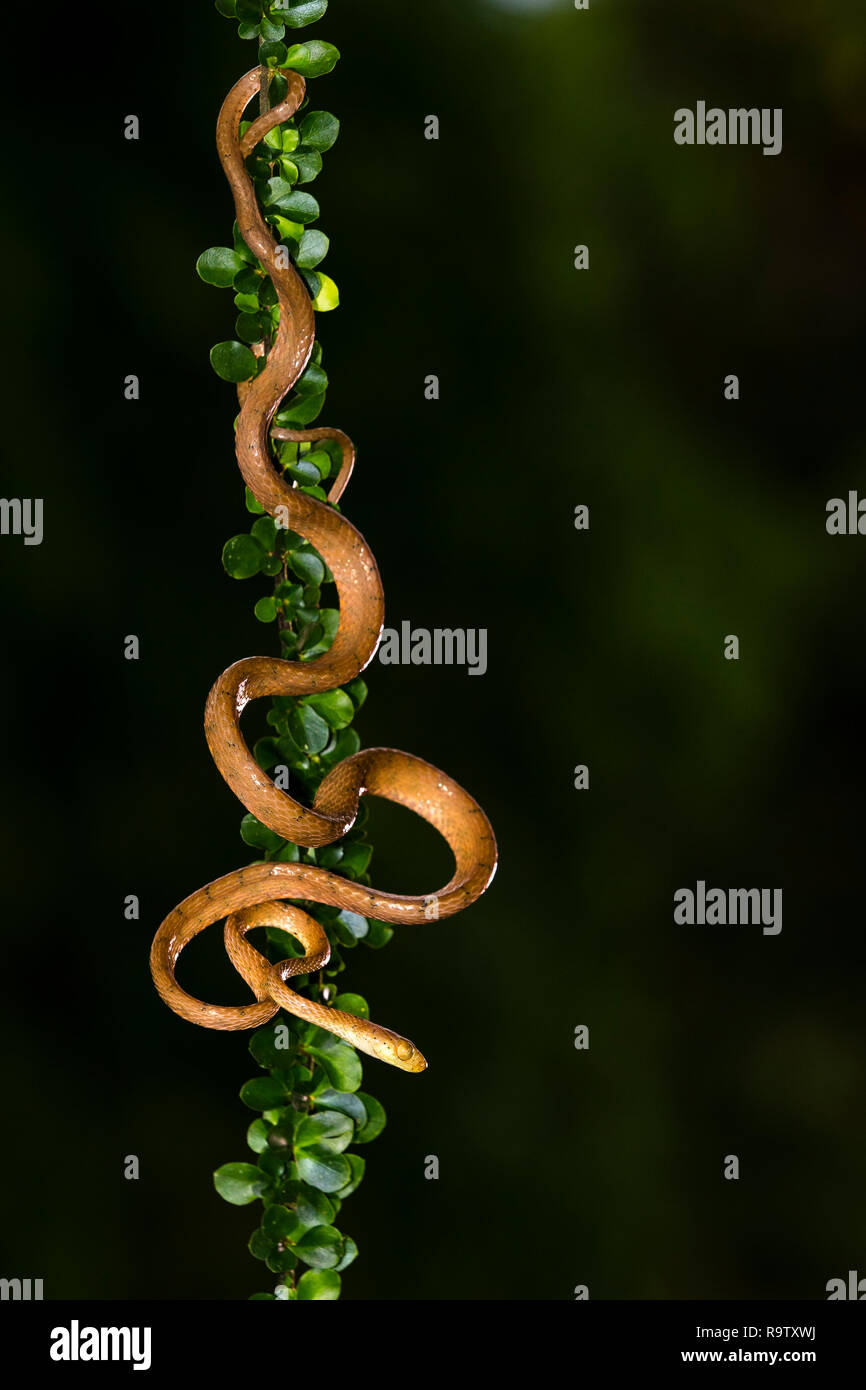 Plain bluntheaded tree snake in Arenal, Costa Rica Stock Photo Alamy