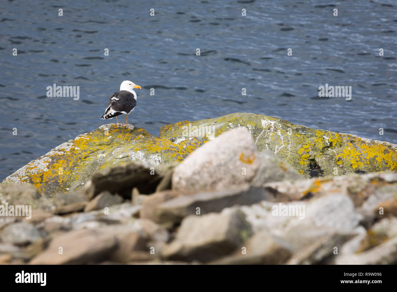 Fulmar on Sumburgh Head, Shetalnd islands, UK Stock Photo
