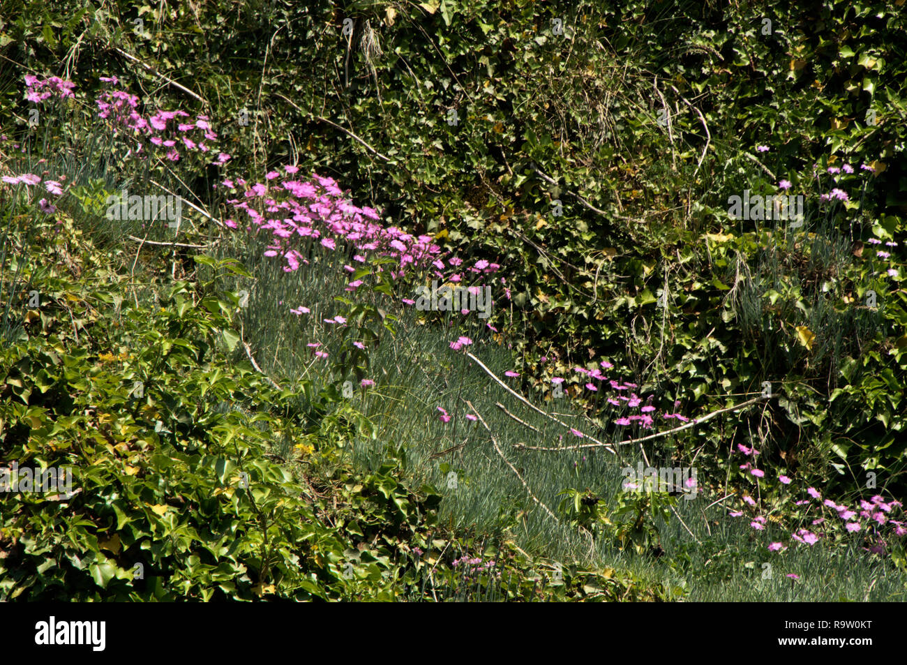 Dianthus Sp Alpine Pinks In Swiss Cottage Garden Stock Photo