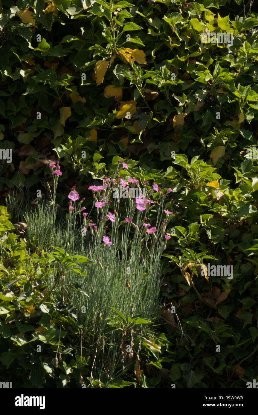 Dianthus Sp Alpine Pinks In Swiss Cottage Garden Stock Photo