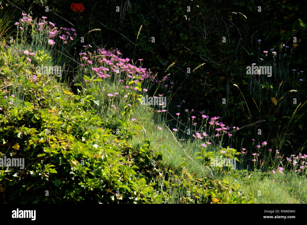 Dianthus Sp Alpine Pinks In Swiss Cottage Garden Stock Photo