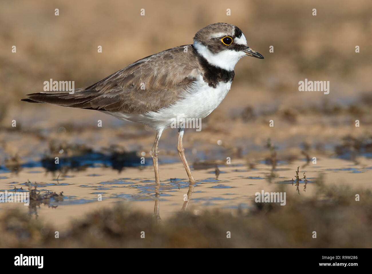 Little Ringed Plover (Charadrius dubius) aquatic bird searching for food in the water Stock Photo