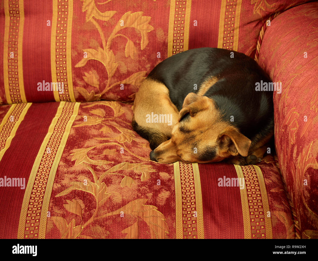 Little cute dog sleeping on the sofa Stock Photo Alamy