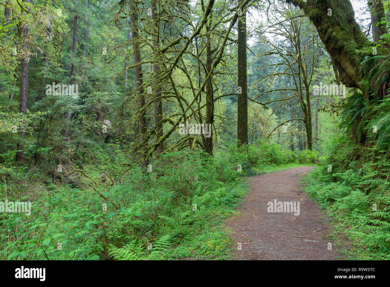 Trail through the rain forest at Golden and Silver Falls State Natural