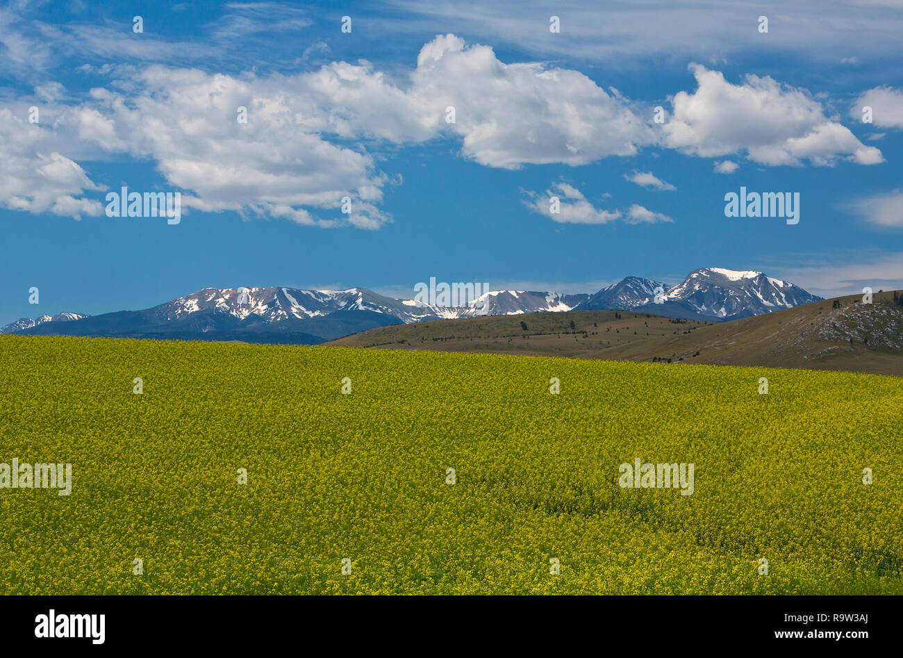 Canola grows in a field fronting the Tobacco Root Mountains in Montana, USA. Stock Photo