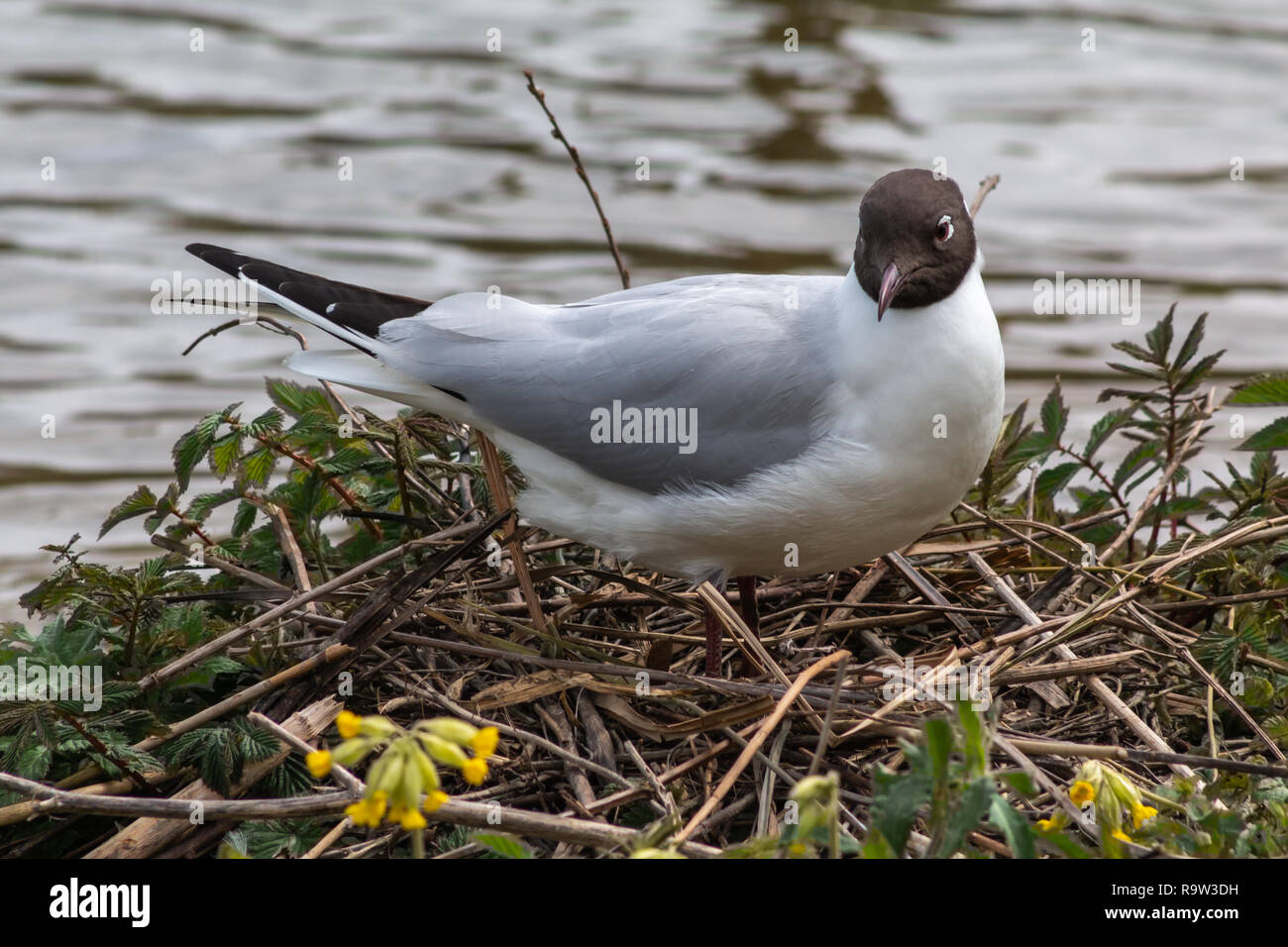 Black headed gull nest building in the spring, UK Stock Photo Alamy