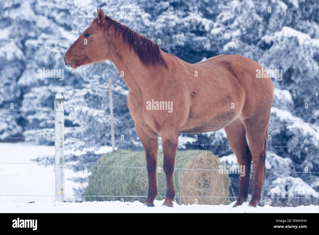 Side view of brown horse standing in pasture beside bale of hay, with snow on ground and trees behind during winter in Alberta, Canada. Stock Photo