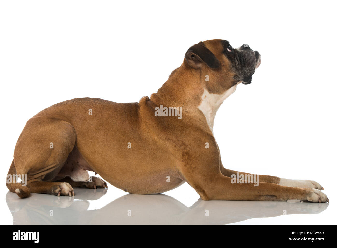Adult boxer dog isolated on white backgroud Stock Photo