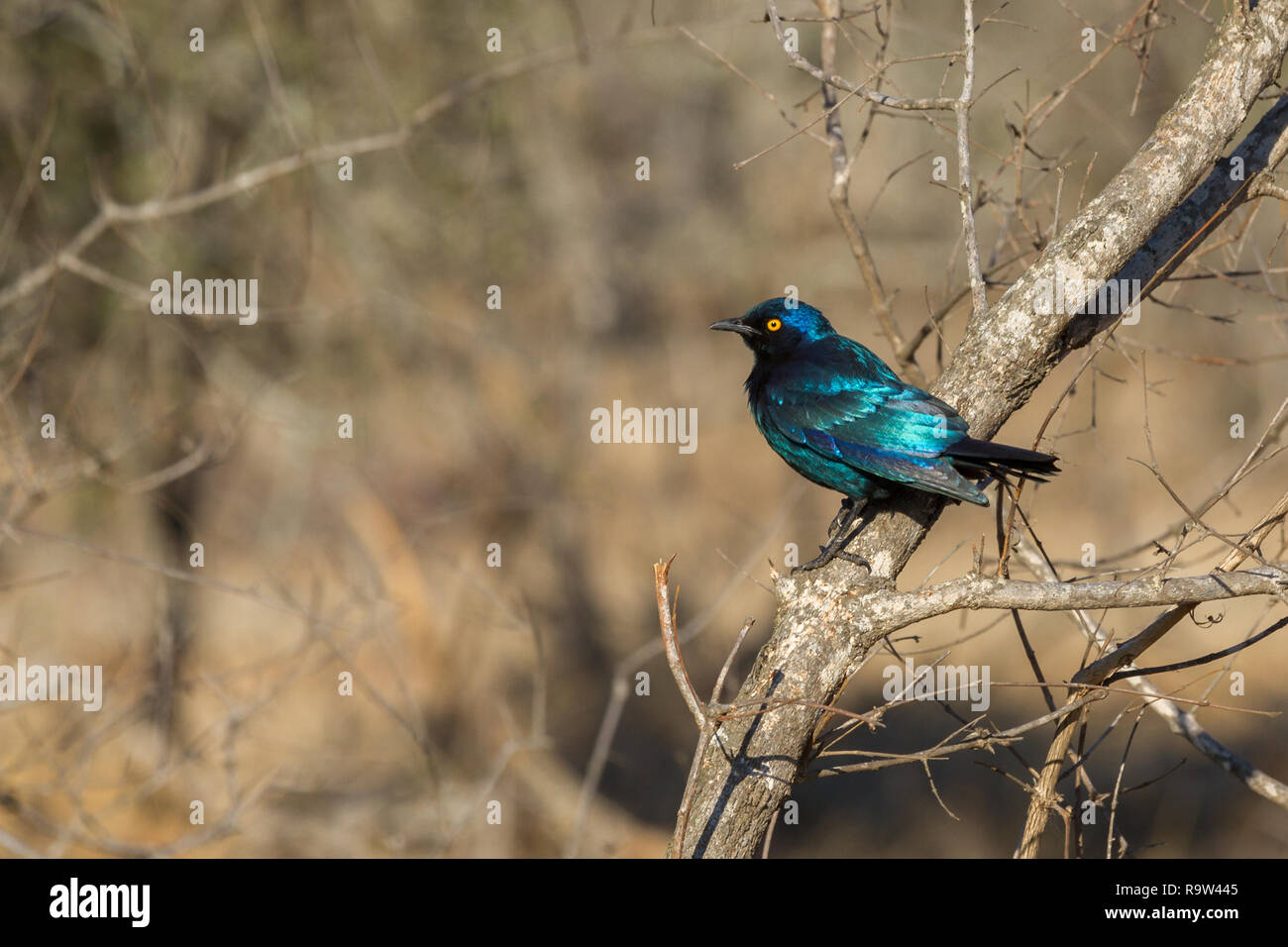 Glossy starling sitting in a tree Stock Photo