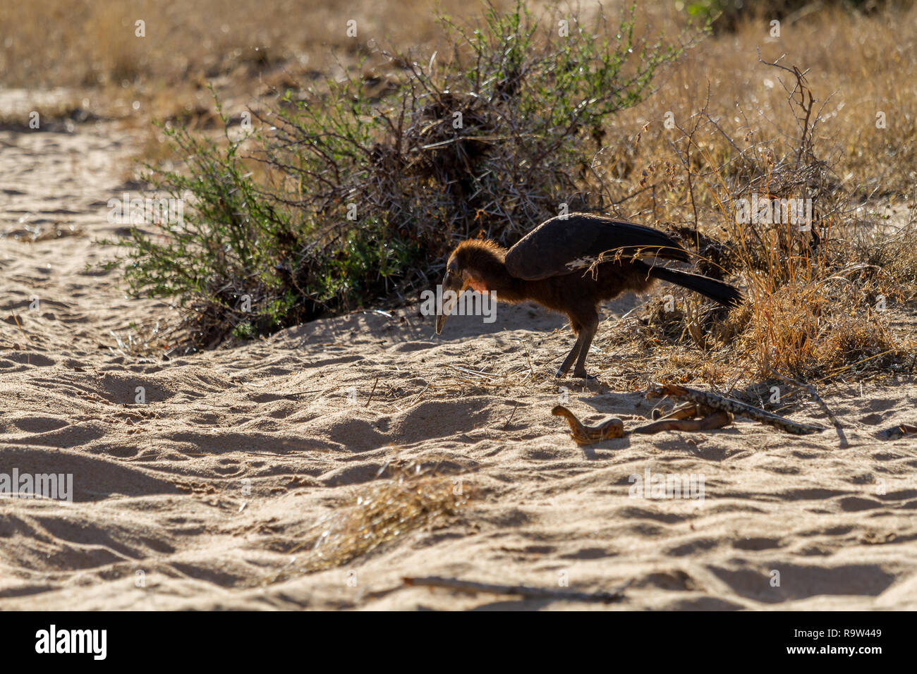 Juvenile ground hornbill chick (Bucorvus leadbeateri) on the ground scavenging for food, South Africa Stock Photo