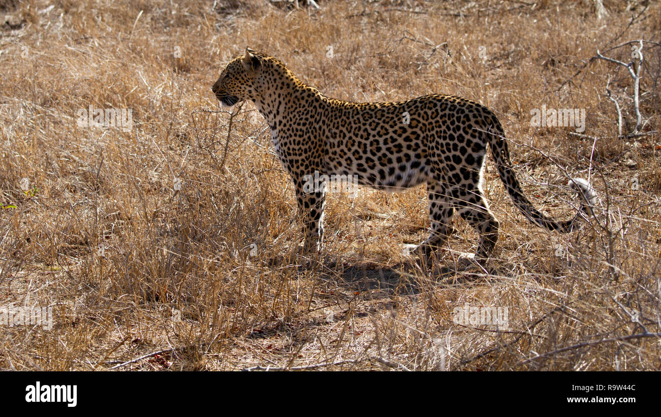 Pregnant leopard (Panthera pardus) Kruger National Park, South Africa Stock Photo