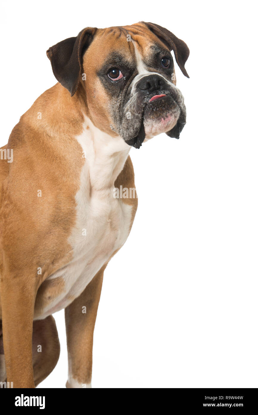 Adult boxer dog isolated on white backgroud Stock Photo - Alamy
