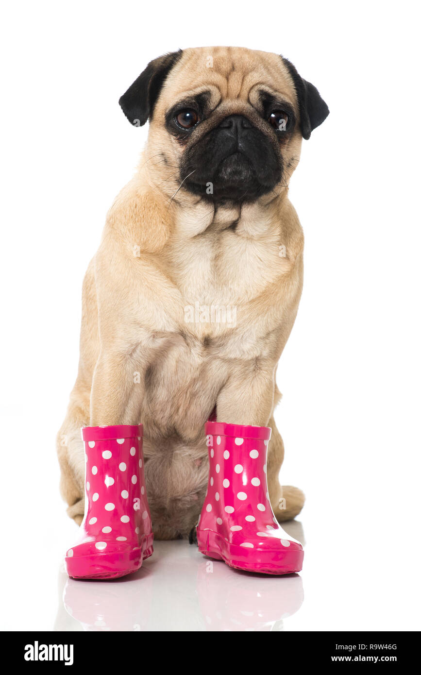 Pug rain cheap boots