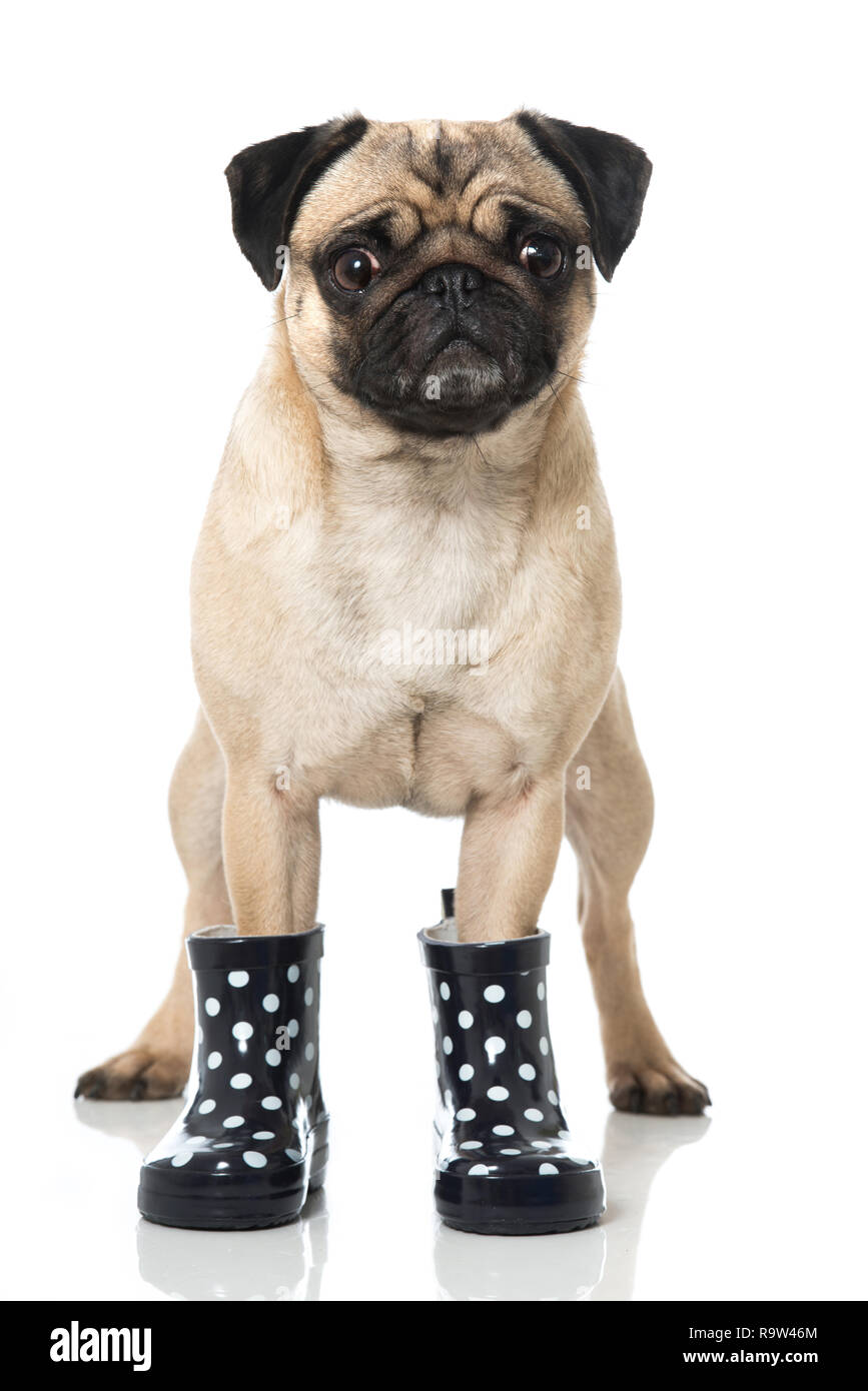 pug booties