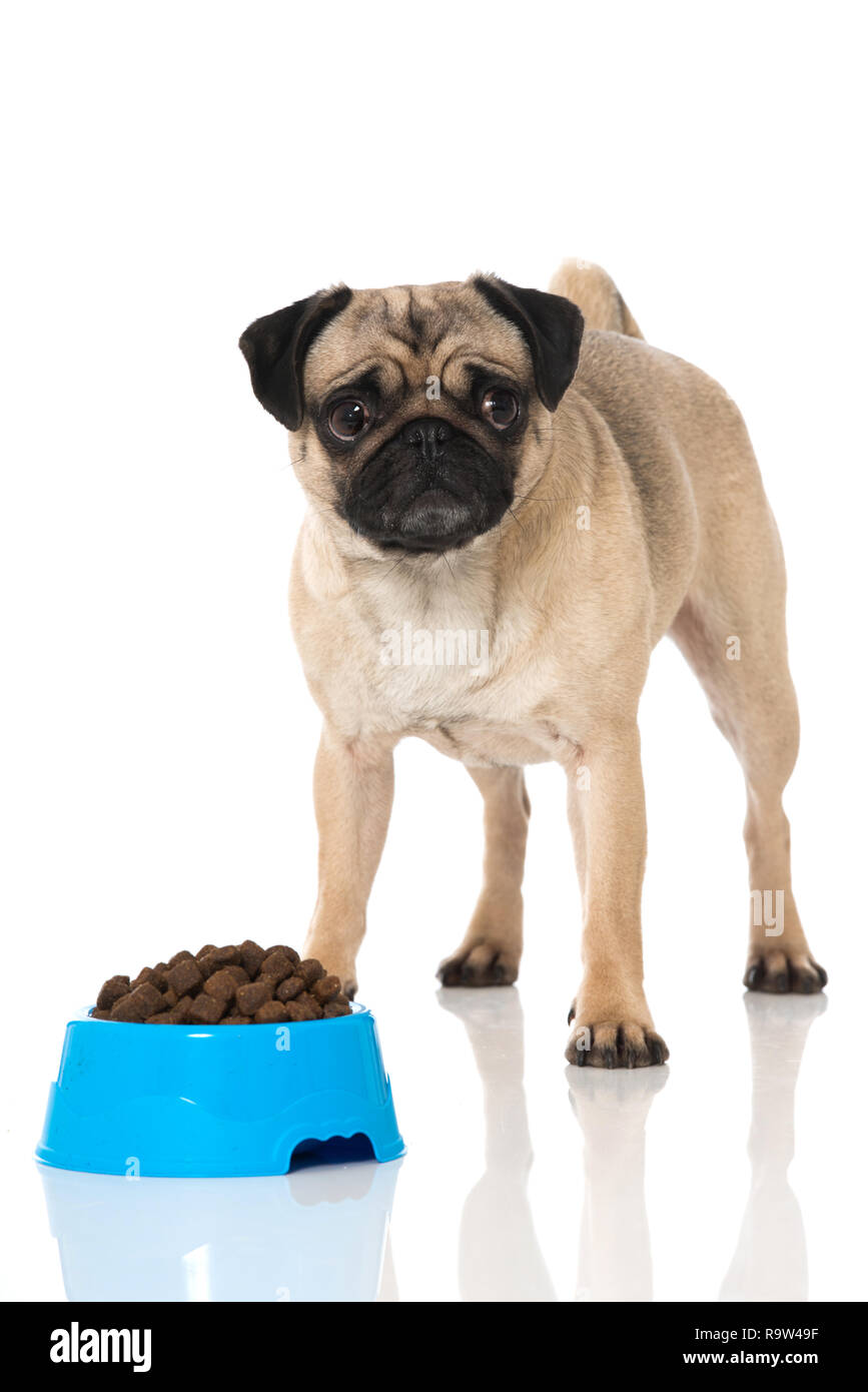 pug puppy food bowl