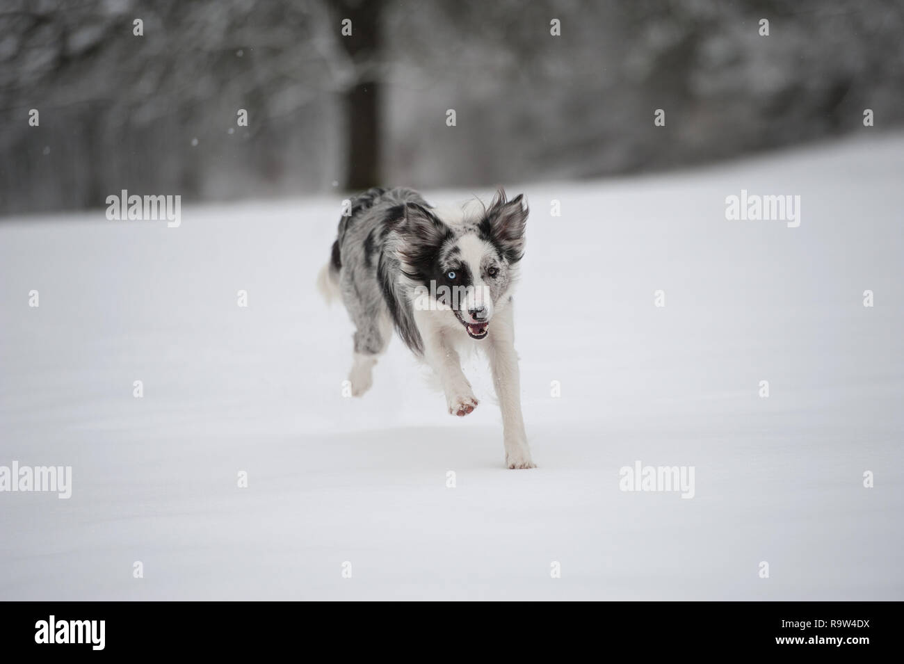 Border collie dog in winter landscape Stock Photo Alamy